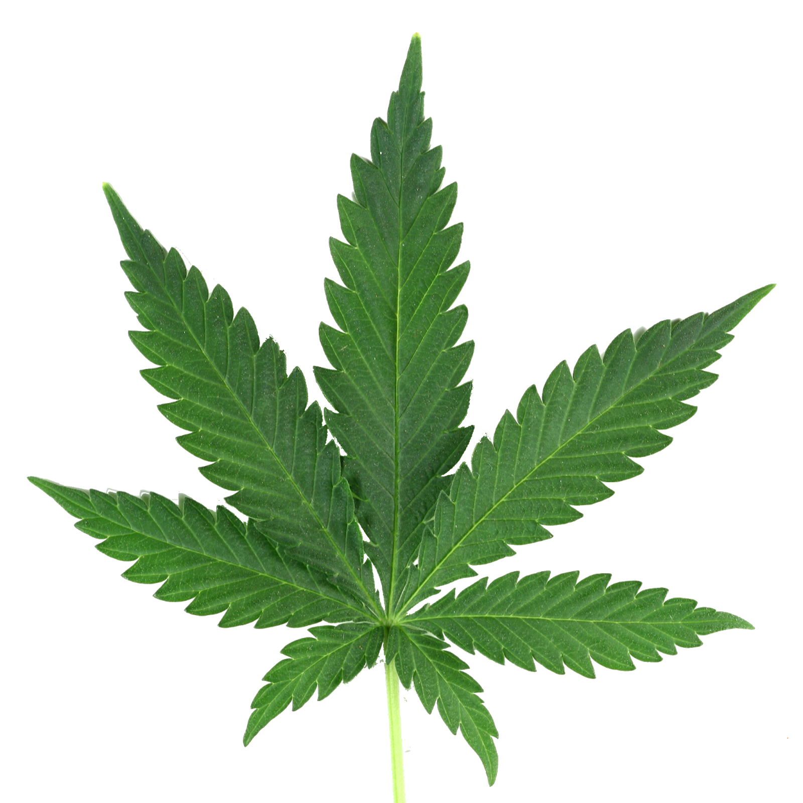 Background Leaf